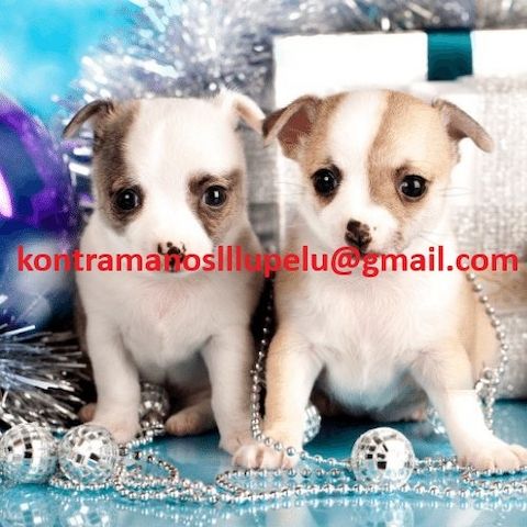 Wunderschöne Chihuahua-Welpen suchen ein neues Zuhause