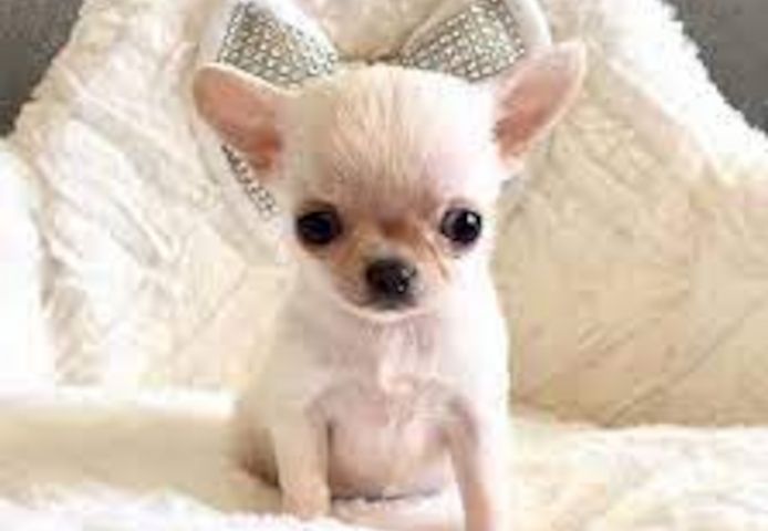 Wunderschöne Chihuahua-Welpen suchen ein neues Zuhause