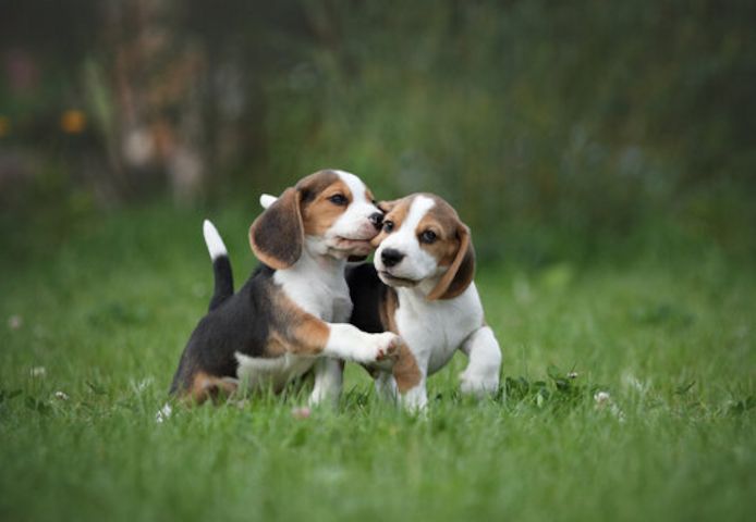 Wunderschöne Beagle-Welpen abzugeben