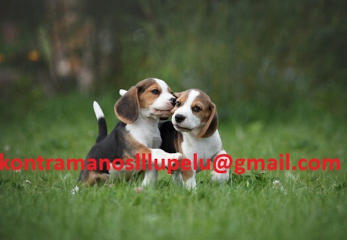 Wunderschöne Beagle-Welpen abzugeben