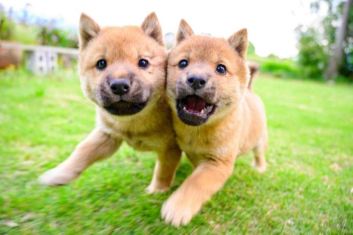 Wundervolle Shiba-Inu-Welpen jetzt verfügbar