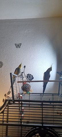 Nymphensittiche mit großer Voliere