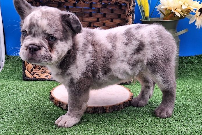 Französische Bulldoggen Welpen mit Ahnentafel