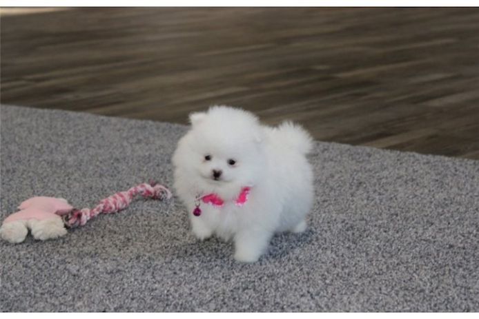 Pomeranian Zwergspitz Boo Welpen