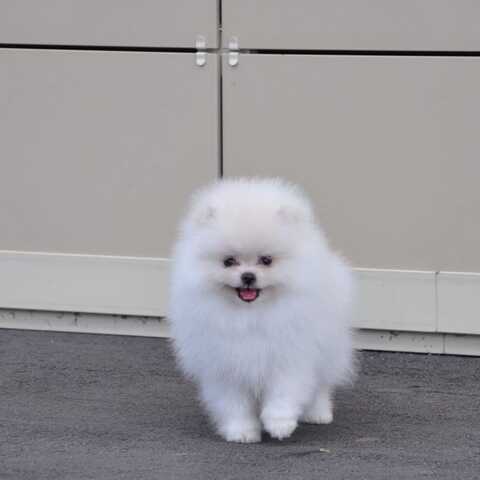 Pomeranian Zwergspitz Boo Welpen