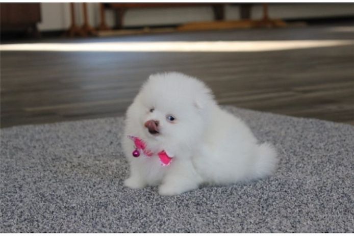 Pomeranian Zwergspitz Boo Welpen