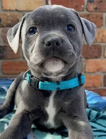 American PitBull welpen in Blue .