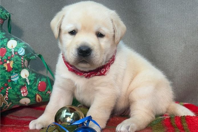 Süße Labrador Welpen mit Papieren