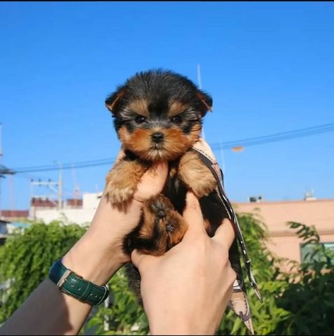 Yorkshire-Terrier-Welpen