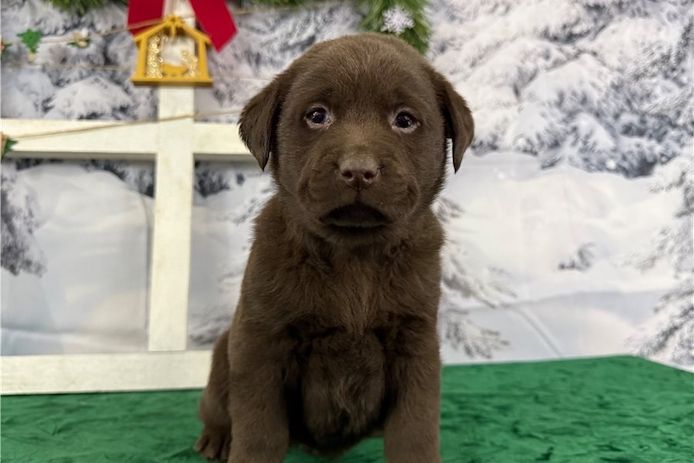 Süße Labrador Welpen mit Papieren
