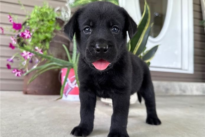 Süße Labrador Welpen mit Papieren