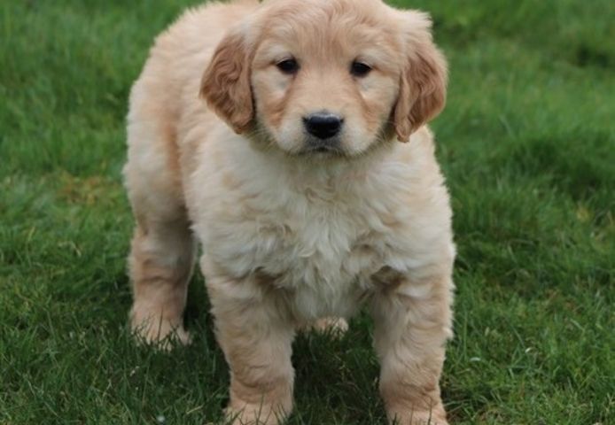 Golden Retriever Welpen suchen Ihre Familie  Welpen mit Ahnentafel
