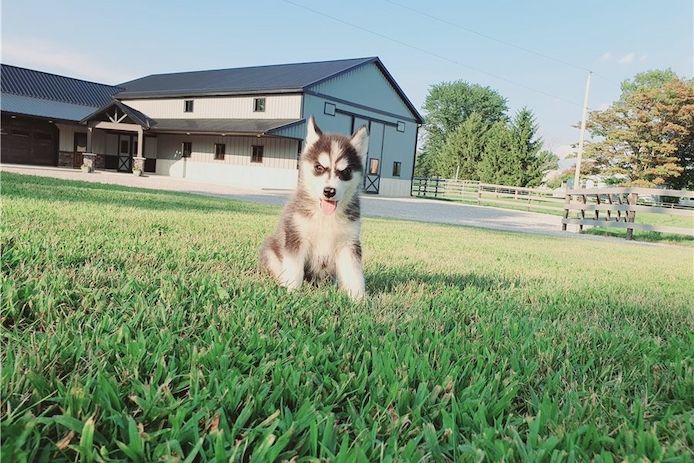 Reinrassige Siberian Husky Welpen mit Blauen und Braunen Augen ein neues und nettes Zuhause.