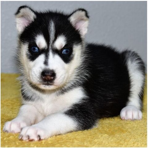 Reinrassige Siberian Husky Welpen mit Blauen und Braunen Augen ein neues und nettes Zuhause.