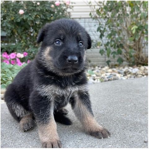 Deutsche Schäferhund Welpen