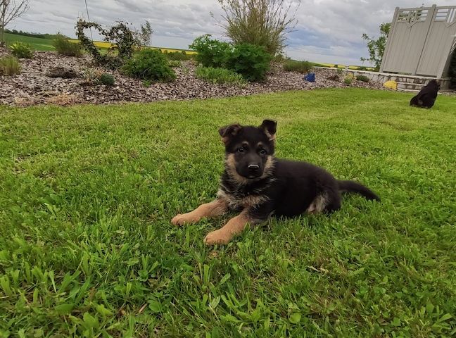 Deutsche Schäferhund Welpen