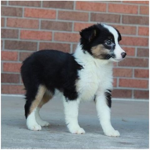 Reinrassige Australian Shepherd Welpen