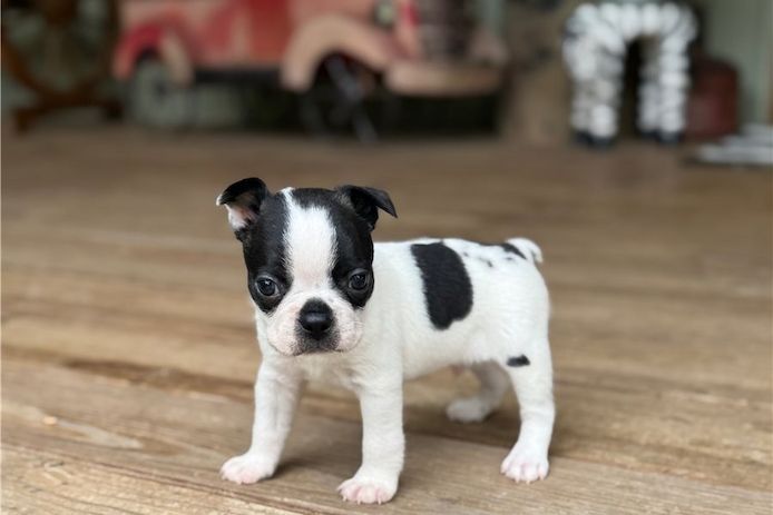 Reinrassige Boston Terrier Welpen
