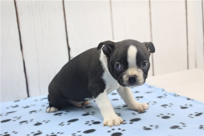 Reinrassige Boston Terrier Welpen
