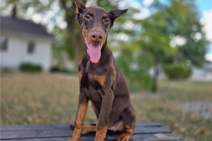 Reinrassige dobermann welpen