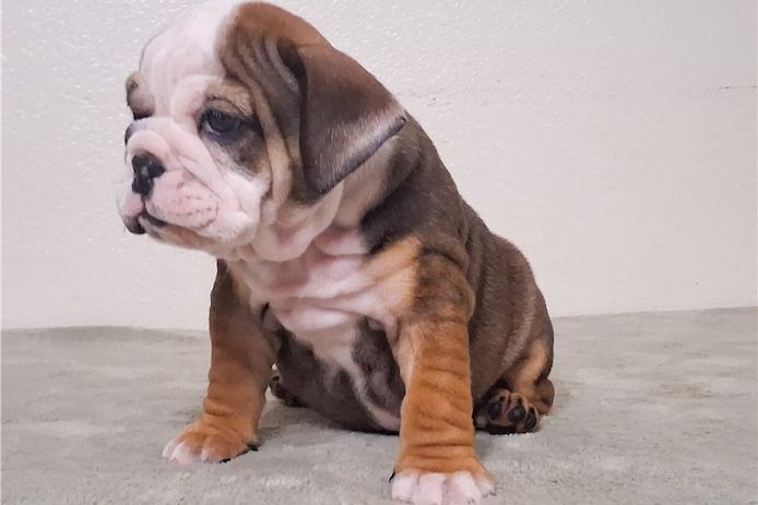 Reinrassige Englische Bulldoggen welpen