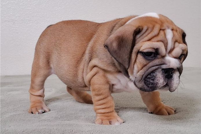 Reinrassige Englische Bulldoggen welpen