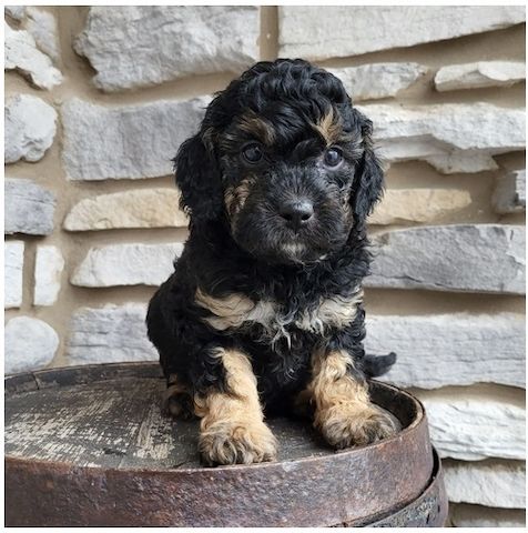 Reinrassige goldendoodle welpen