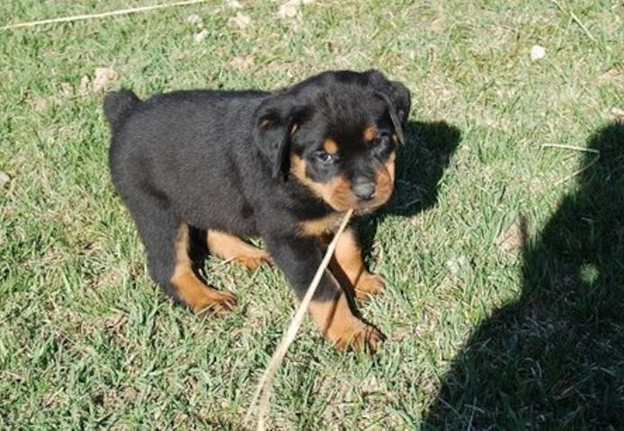 Reinrassige Rottweiler welpen