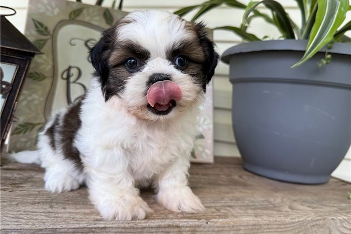 Reinrassige shih tzu welpen
