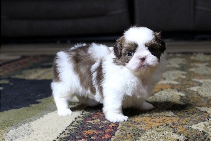 Reinrassige shih tzu welpen