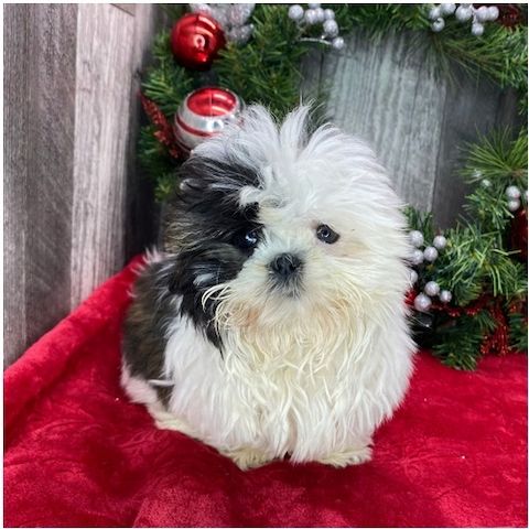 Reinrassige shih tzu welpen