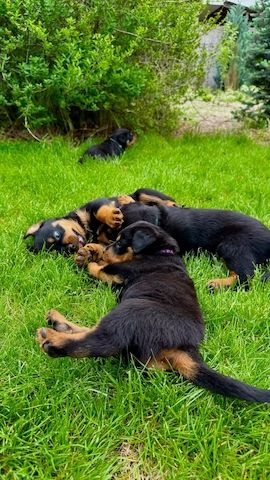 Rottweiler-Welpen zur Adoption