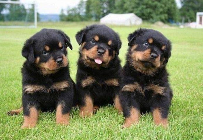Rottweiler-Welpen zur Adoption