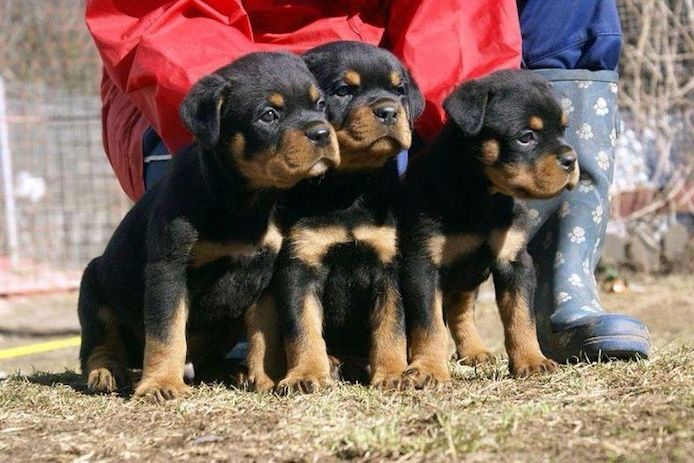 Rottweiler-Welpen zur Adoption