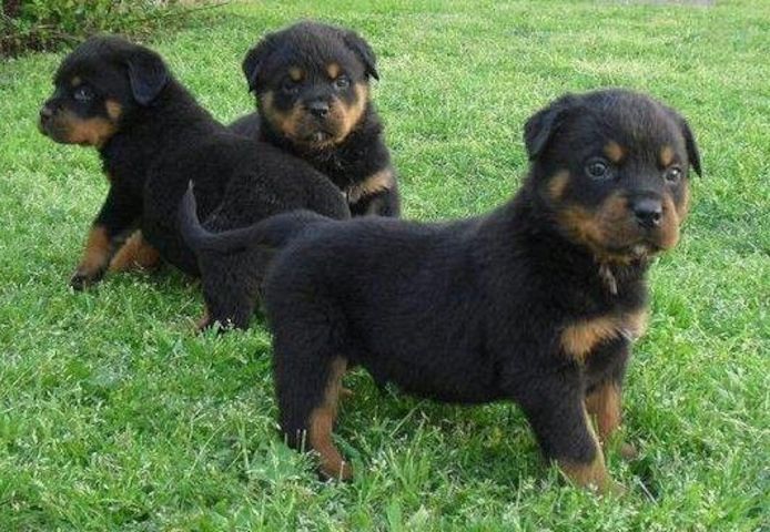 Rottweiler-Welpen zur Adoption