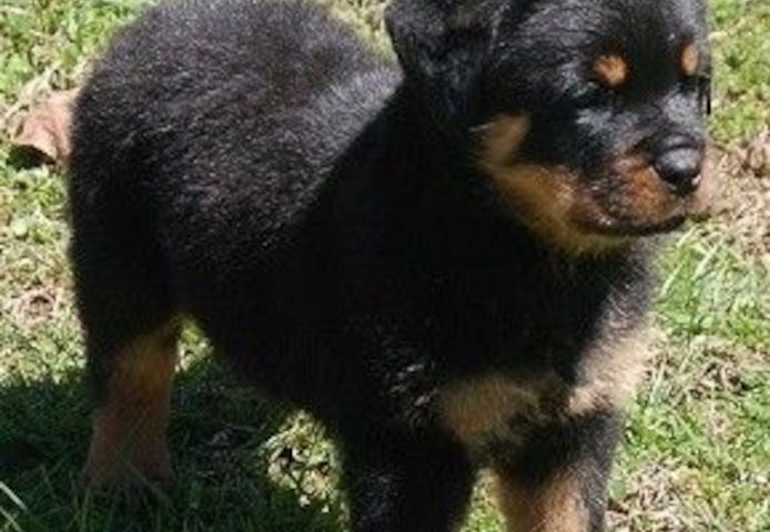 Rottweiler-Welpen zur Adoption
