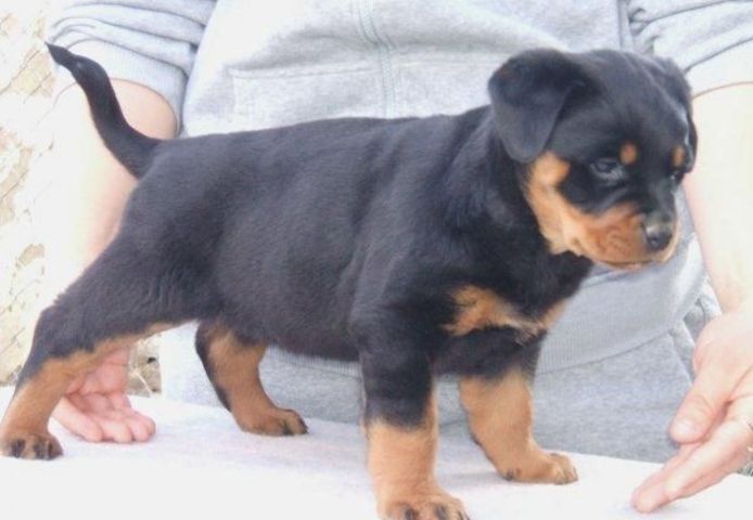 Rottweiler-Welpen zur Adoption
