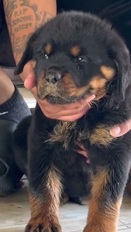 🐾❤️ Wunderschöne Rottweiler-Welpen suchen ein liebevolles Zuhause