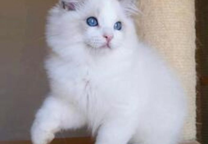 Ragdoll-Kätzchen (männlich und weiblich)