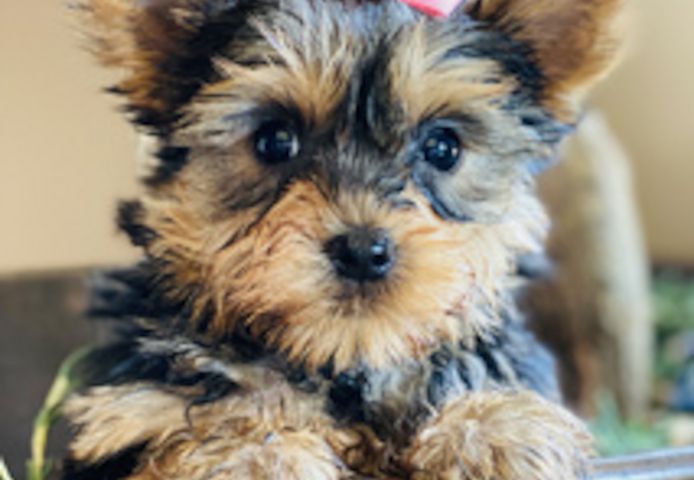 Yorkshire-Terrier-Welpen (männlich und weiblich)