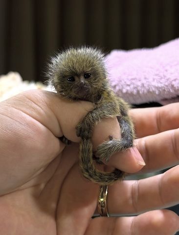 Zwergmarmosetten (Zwergseidenäffchen) verfügbar