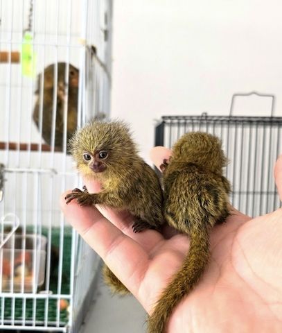 Kapuzineraffen-Babys verfügbar