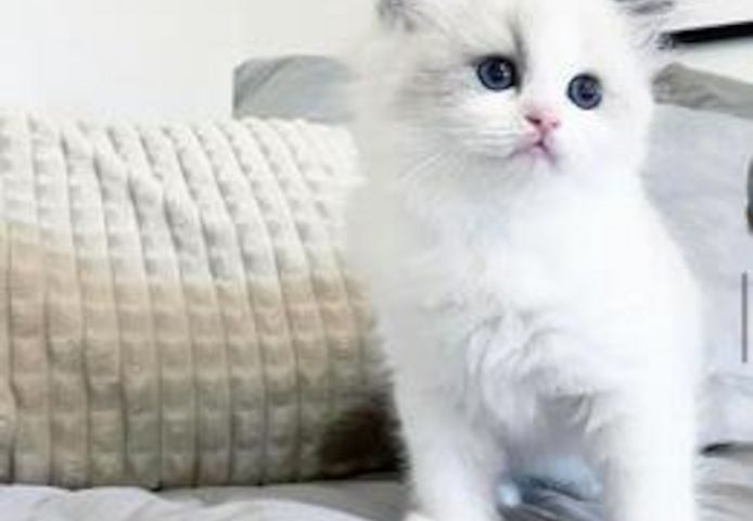 Zu Hause aufgezogene Ragdoll-Kätzchen