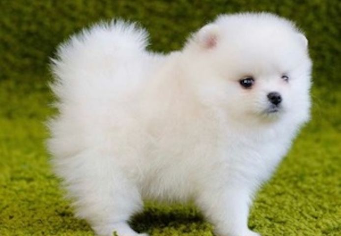 Zwergspitz-Pomeranian Welpen