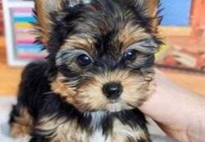 Yorkie Welpen verfügbar