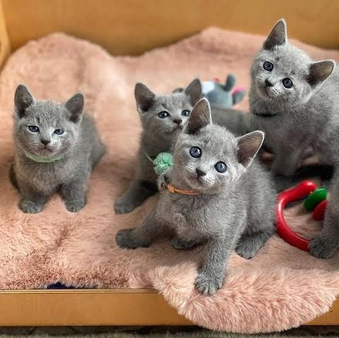 Russisch Blau-Kätzchen zu verkaufen. WhatsApp: +44 7469 456352