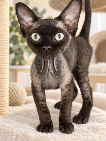 Devon-Rex-Kätzchen