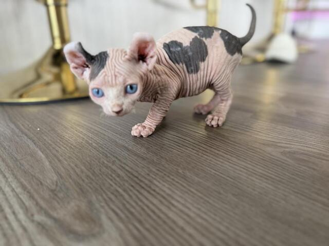Sphynx-Kätzchen