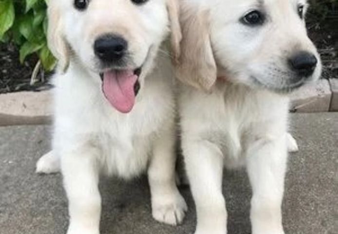 Golden Retriever Puppies Ready to