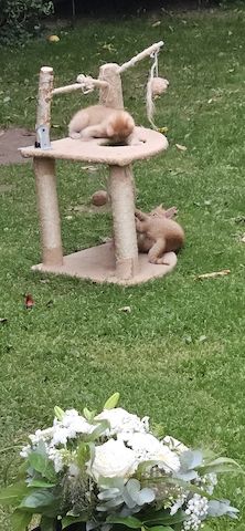 3 zauberhafte, rot-gestromte Katerchen suchen ihr Zuhause!